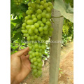 Fresh Thompson seedless grape